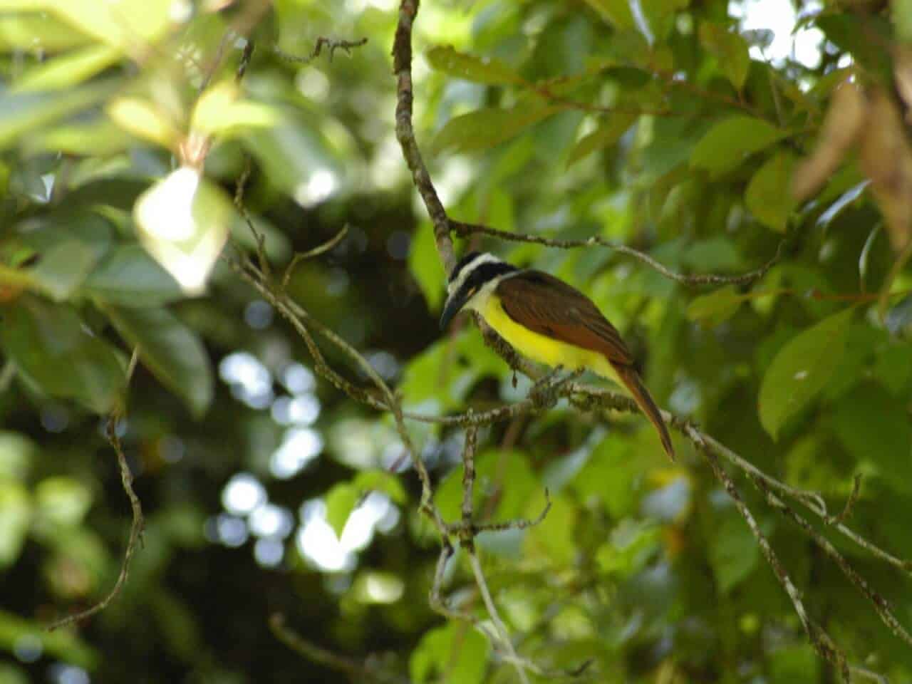 Belize Birding Tours | Belize Bird Watching Tours | Hamanasi Resort