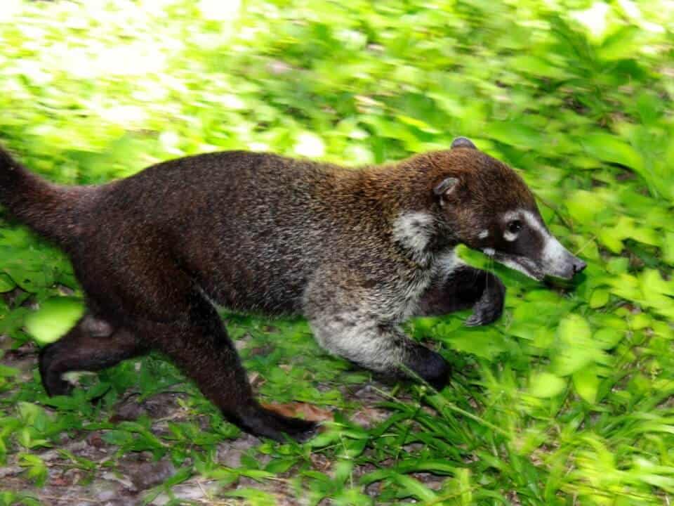 Belize Jaguar Preserve Tours | Cockscomb Basin | Hamanasi Resort