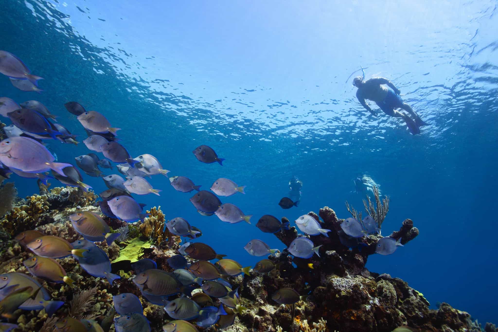 Belize Snorkeling Resorts | Snorkeling Vacations | Reef Packages