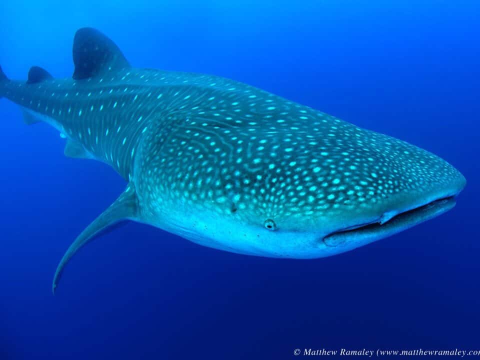 Whale Shark Diving Gallery | Hamanasi Adventure & Dive Resort, Belize