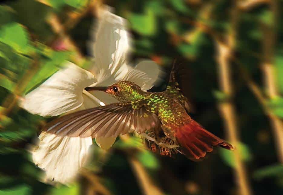 hummingbird in action