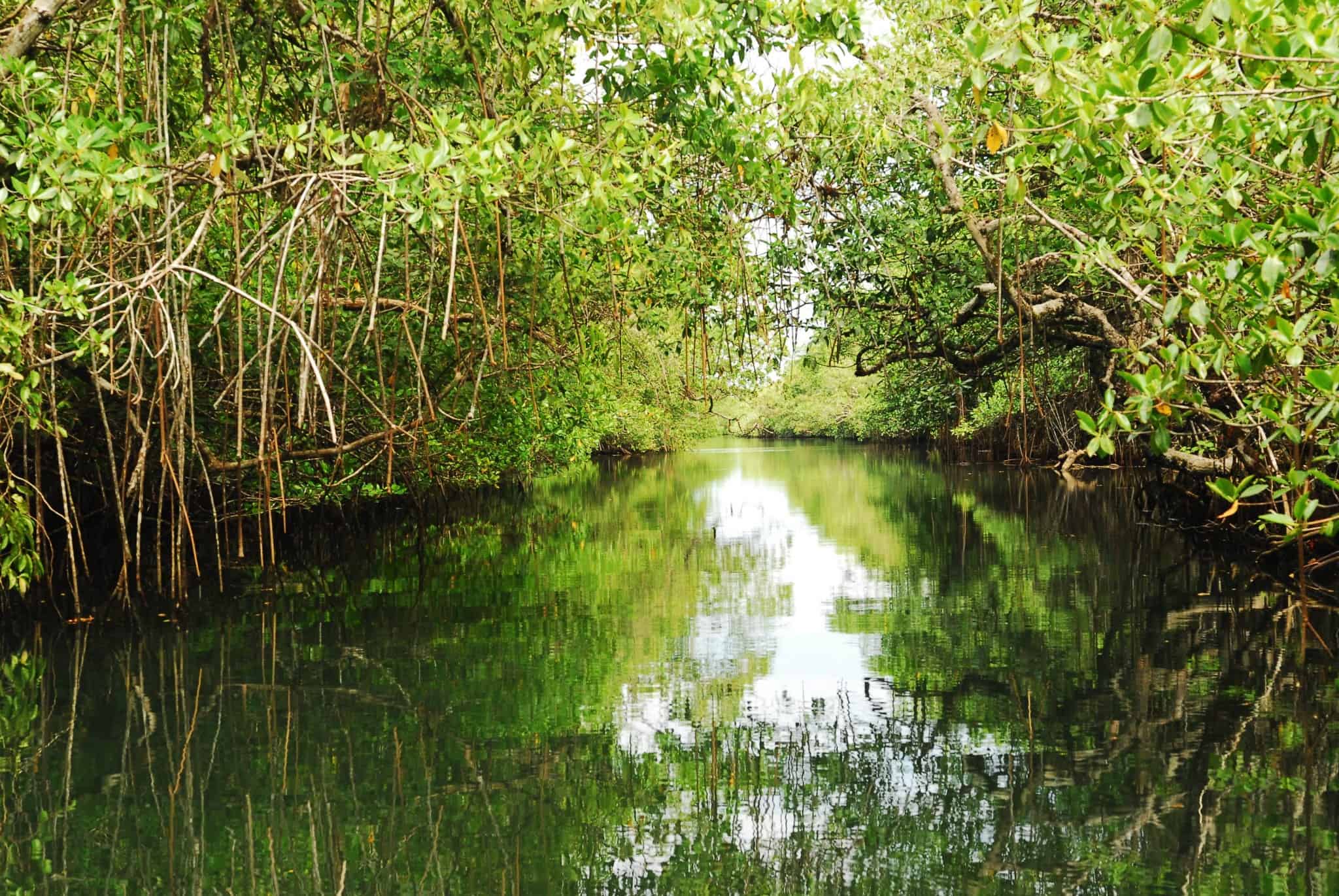 Belize Jungle River Tours Hamanasi Belize Adventure Resort