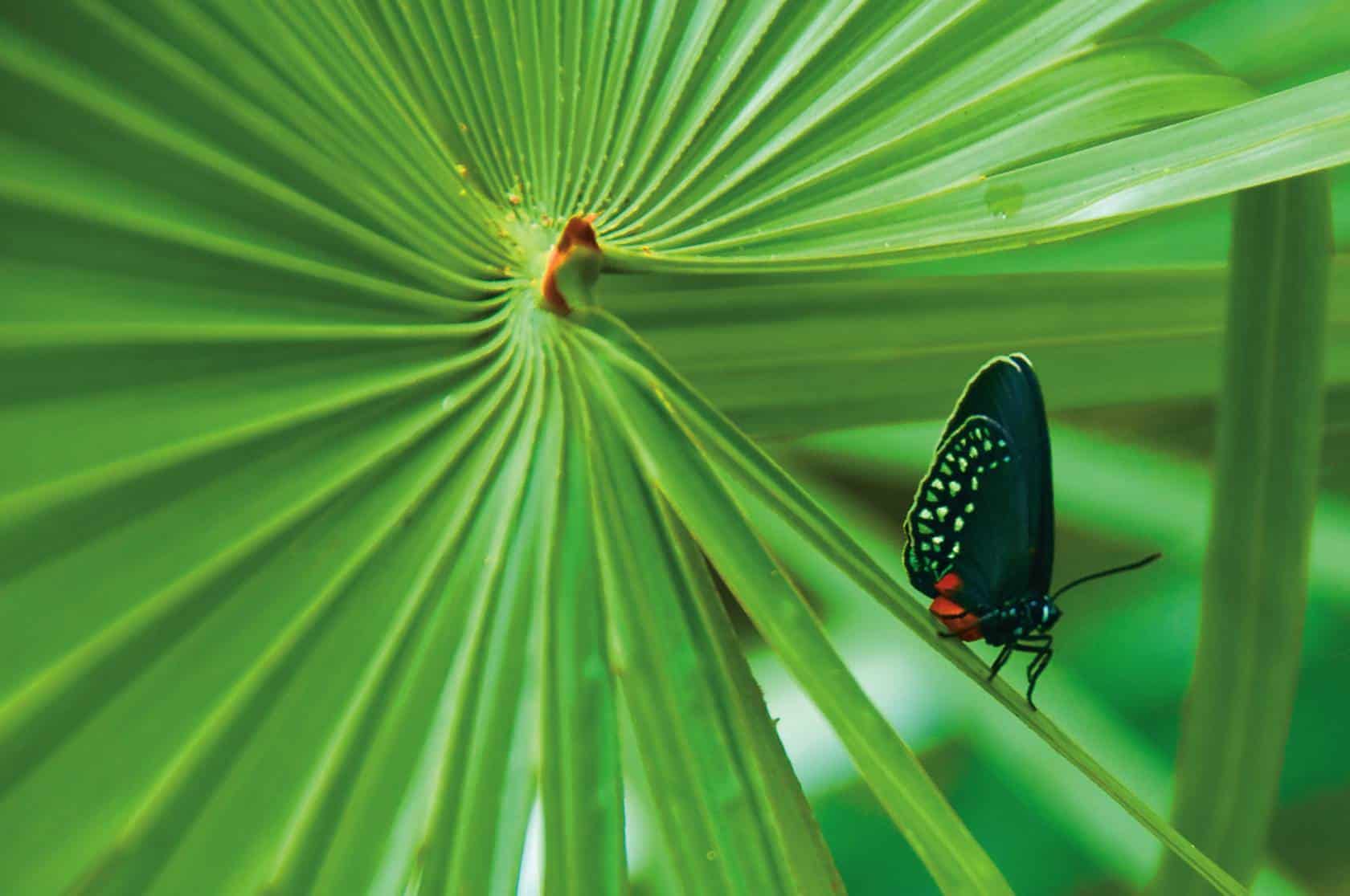 butterfly on palmetto