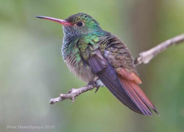 rufoustailedhummingbird