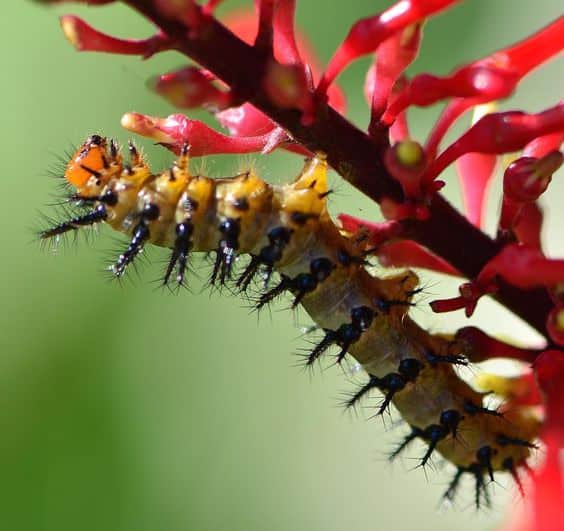 Frank-Haluska-caterpillar