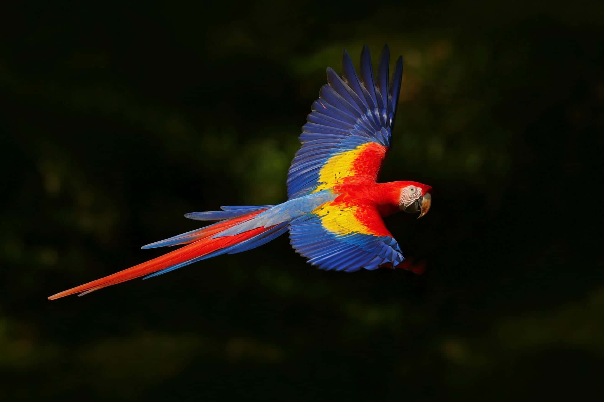scarlet macaw tour belize