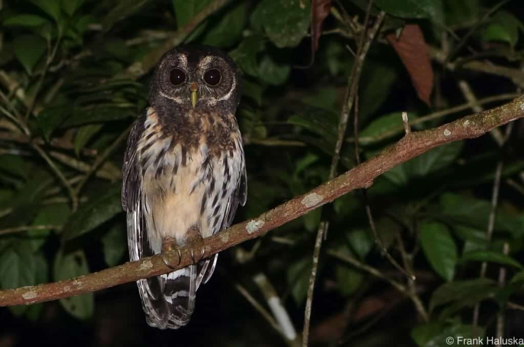 Owl seen on night hike