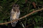 Owl seen on night hike