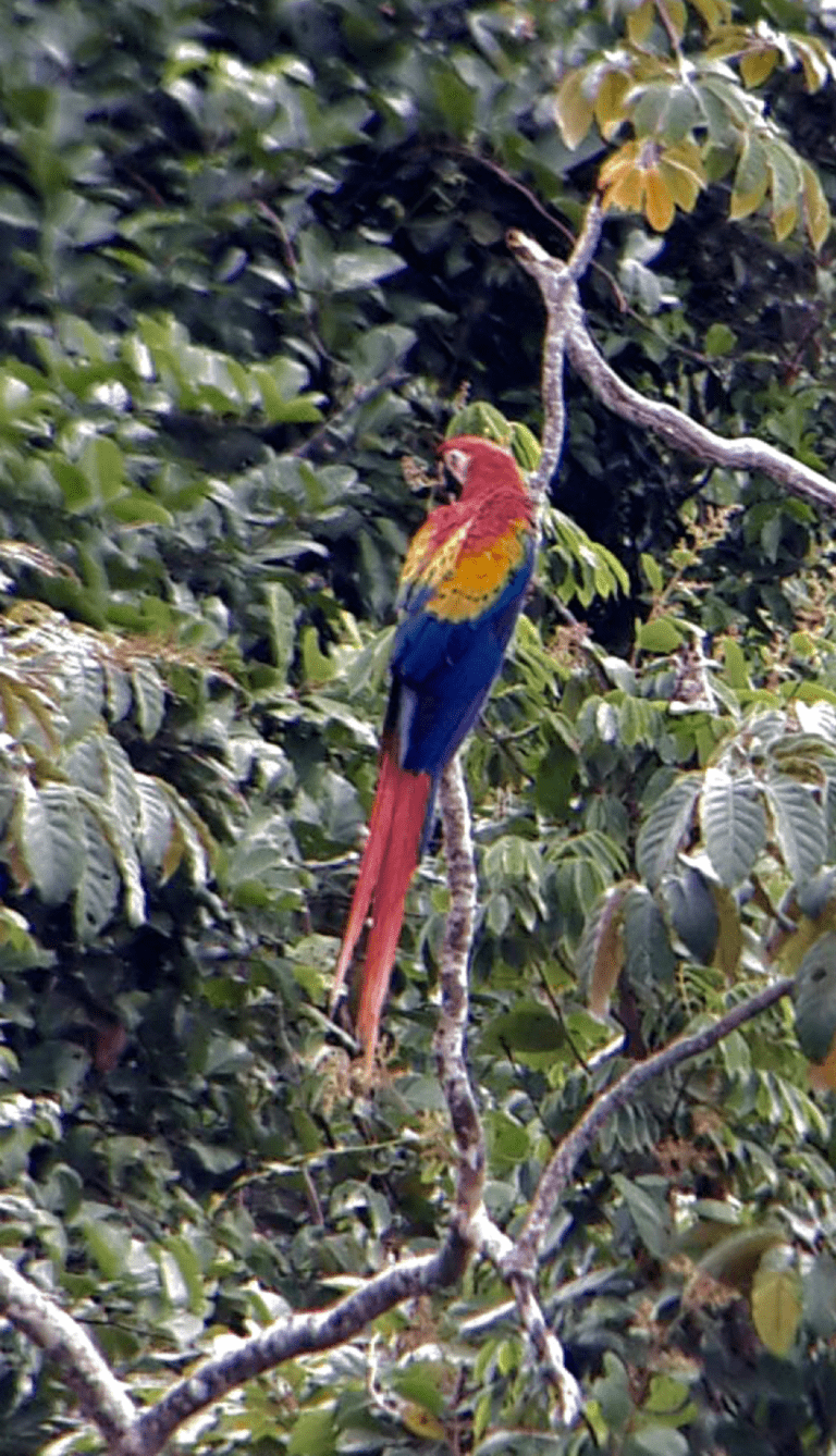 scarlet macaw tour belize