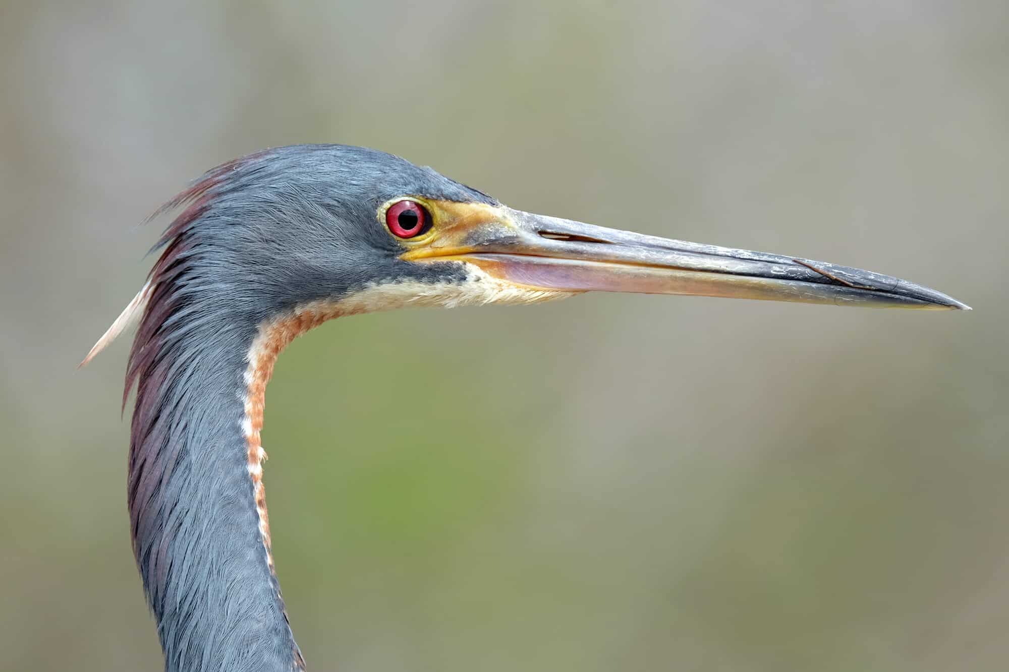 Year of the Bird -- Tricolored Heron | Hamanasi Adventure & Dive Resort ...