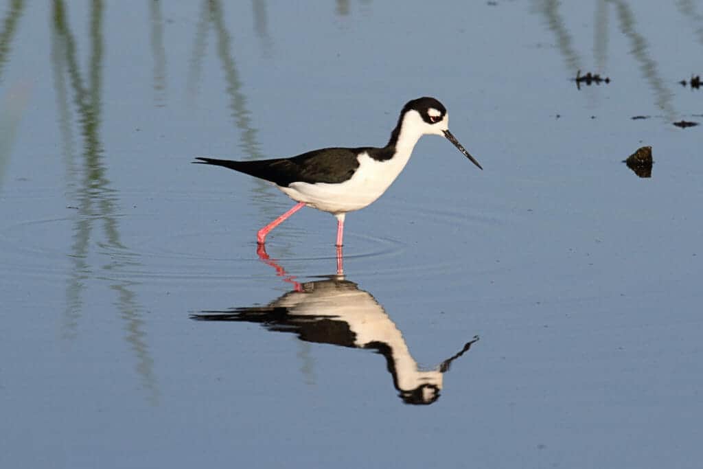 Year of the Bird -- Meet the Black-necked Stilt | Hamanasi Adventure ...