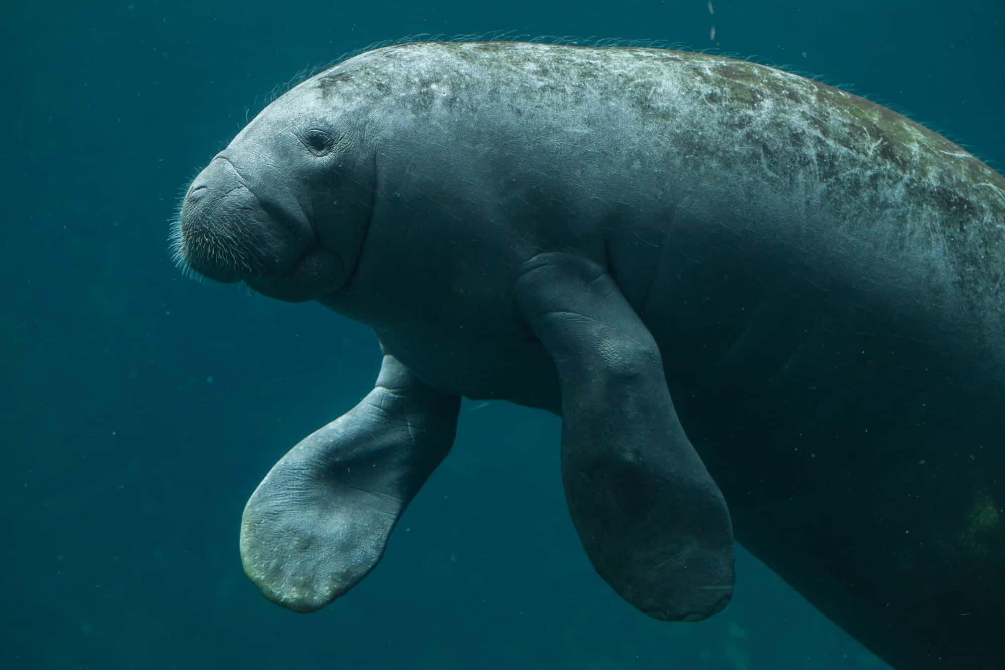 Antillean manatee (Trichechus manatus manatus). Wildlife animal.