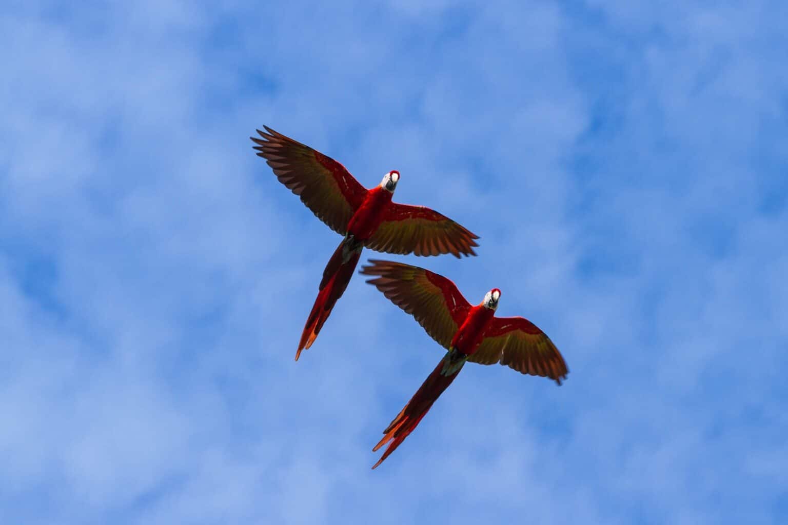 s in flight with a blue sky background